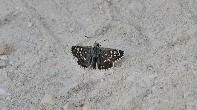 Pyrgus malvae - kis busalepke