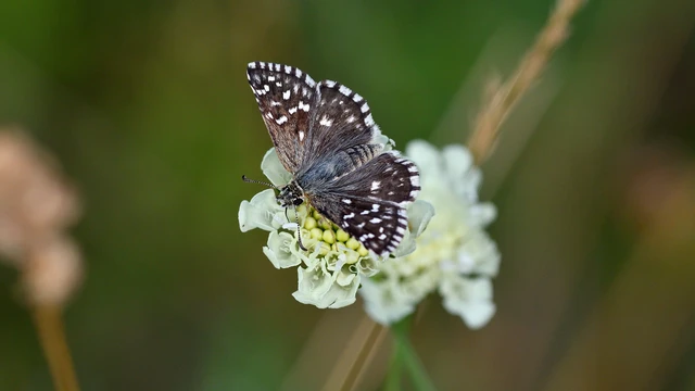 Pyrgus malvae - kis busalepke