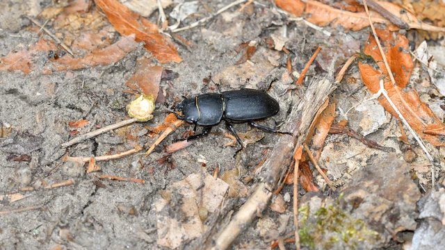 Dorcus parallelipipedus - kis szarvasbogár Dorcus parallelipipedus - kis szarvasbogár