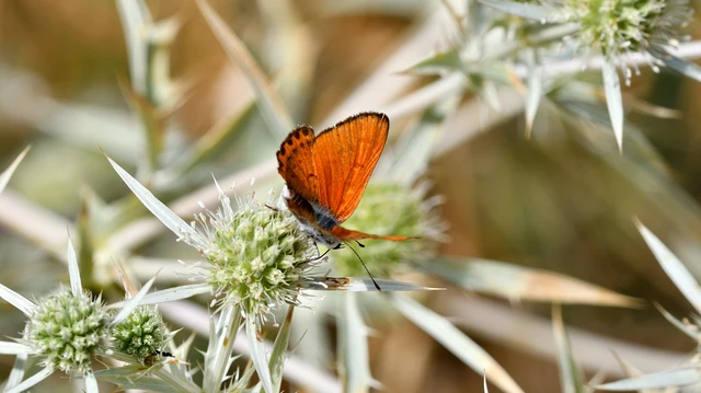 Lycaena thersamon - kis tűzlepke