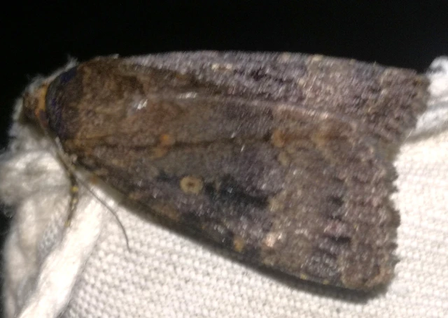 Amphipyra pyramidea - fahéjszínű bagoly