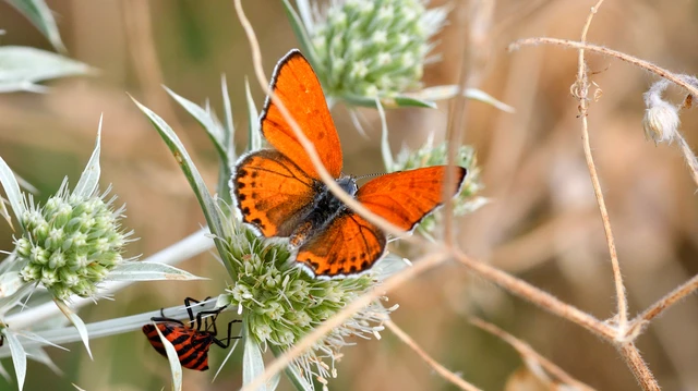 Lycaena thersamon - kis tűzlepke