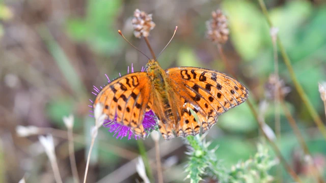 Argynnis adippe - ezüstös gyöngyházlepke