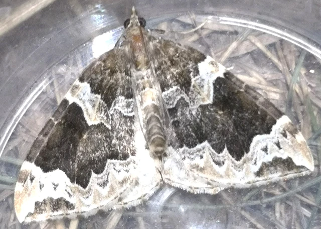 Eulithis prunata - kökény-tarkaaraszoló