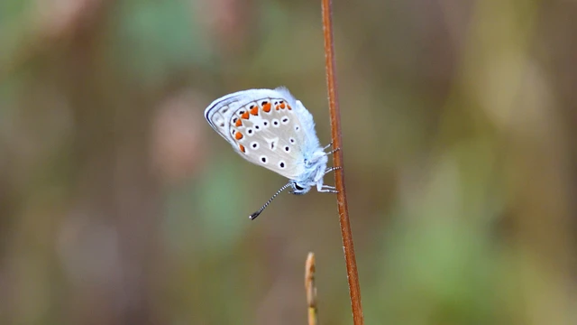 Polyommatus icarus - közönséges boglárka