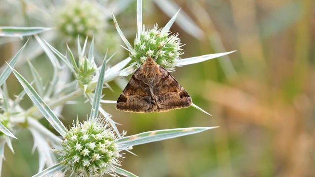 Euclidia glyphica - közönséges nappalibagoly