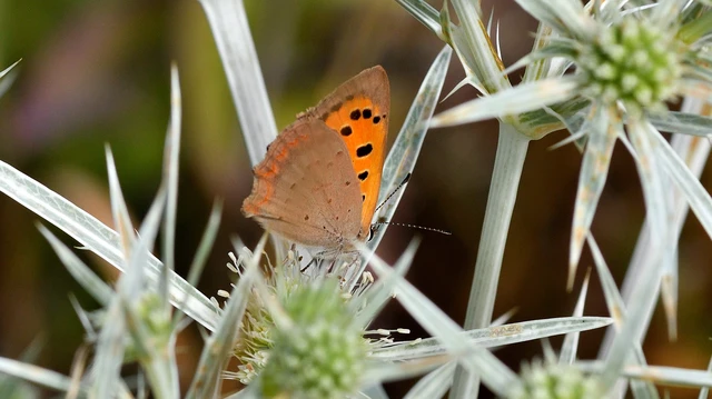 Lycaena phlaeas - közönséges tűzlepke