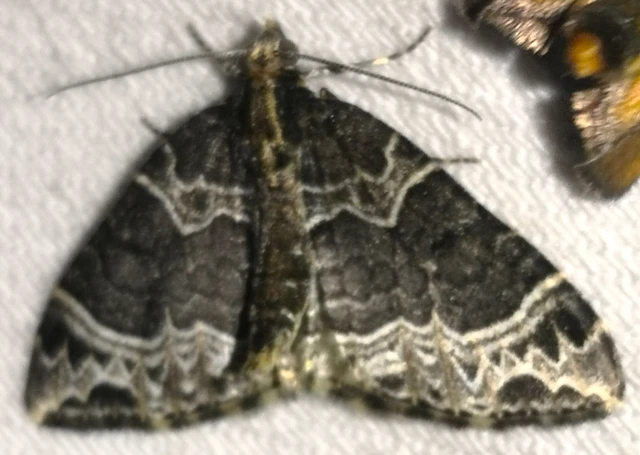 Ecliptopera silaceata - barna tarkaaraszoló