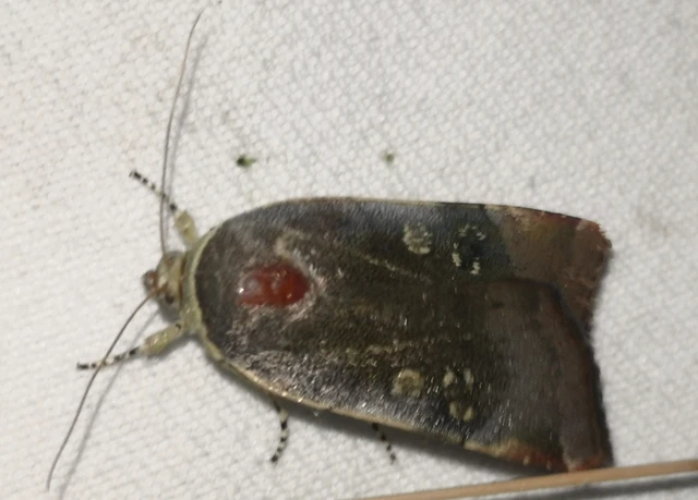 Noctua janthe/janthina