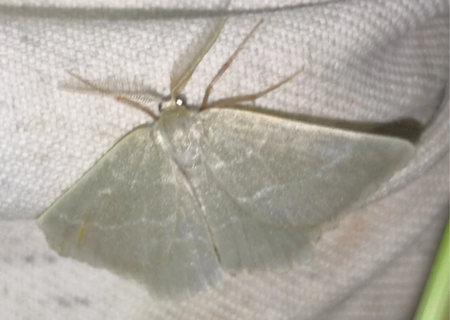 Thalera fimbrialis - csipkésszélű zöldaraszoló