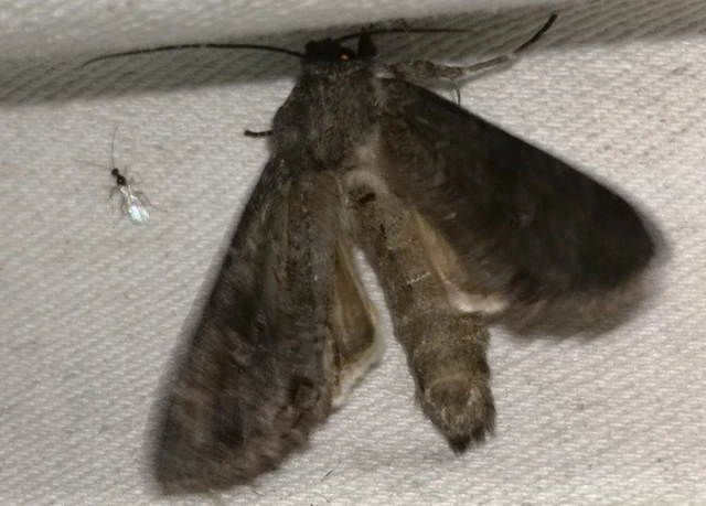 Polia bombycina - palaszürke bagoly