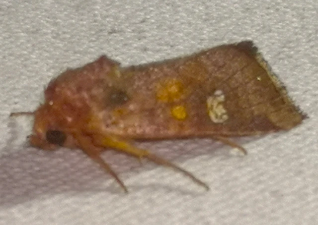 Amphipoea oculea - nagyfoltú lápibagoly