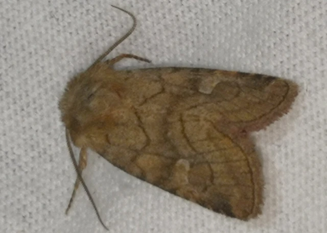 Eriopygodes imbecilla - butabagoly