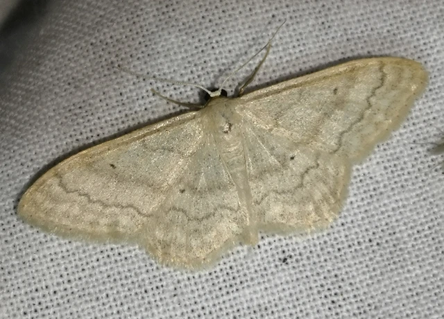 Idaea deversaria - egyszínű sávosaraszoló