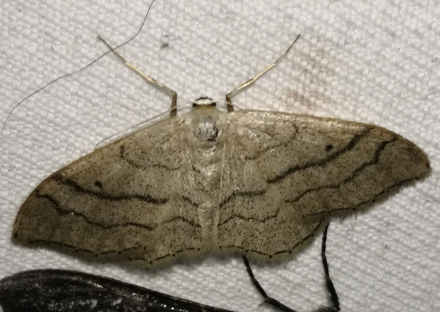 Idaea aversata - nagy sávosaraszoló