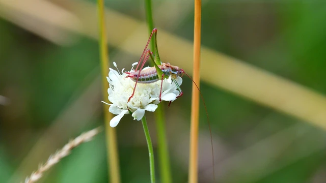 Orthoptera - Egyenesszárnyúak Orthoptera - Egyenesszárnyúak