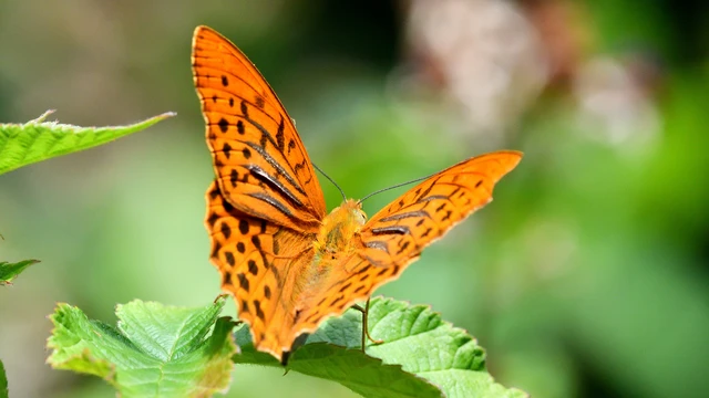 Argynnis paphia - nagy gyöngyházlepke