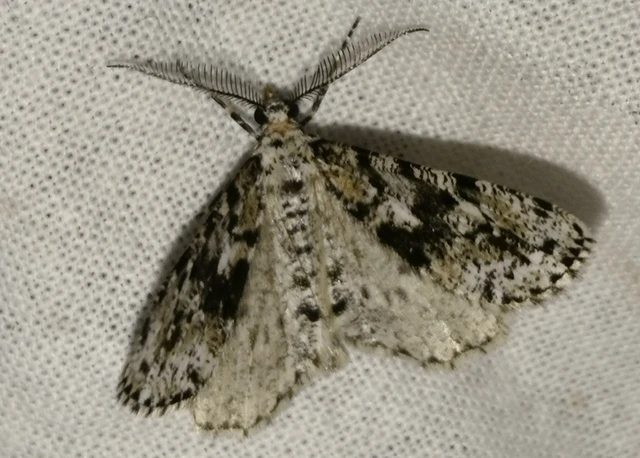 Fagivorina arenaria - bükkfaaraszoló