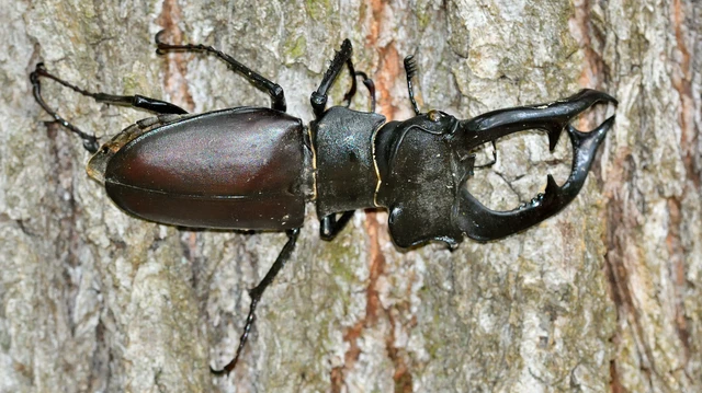 Lucanus cervus - nagy szarvasbogár