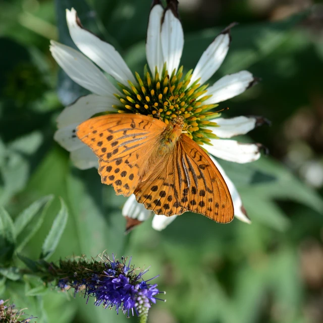 Argynnis paphia - nagy gyöngyházlepke