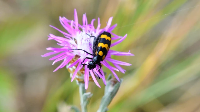 Mylabris variabilis - szalagos hólyaghúzó Mylabris variabilis - szalagos hólyaghúzó