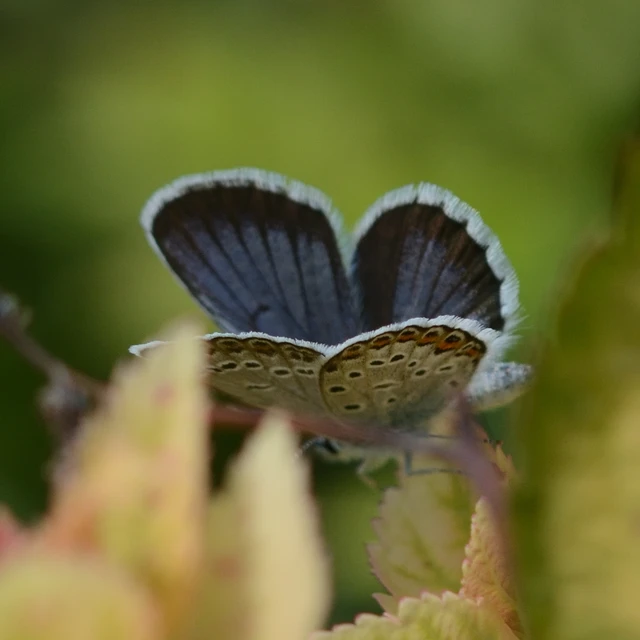 Plebejus argus - ezüstös boglárka