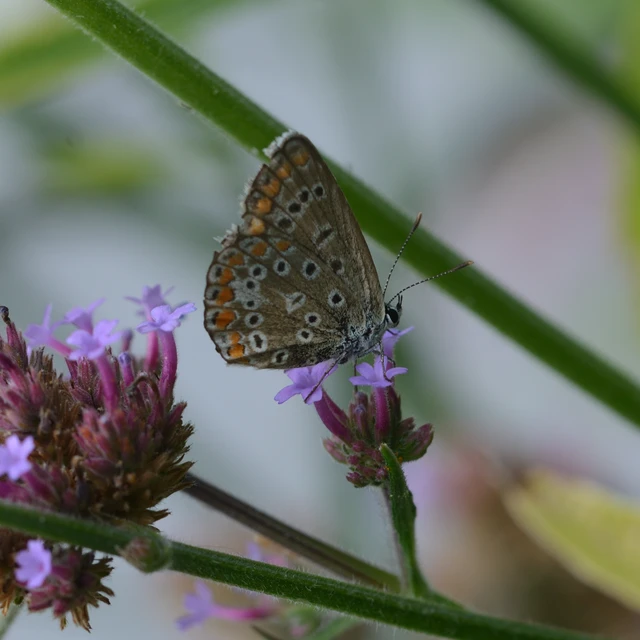 Polyommatus icarus - közönséges boglárka