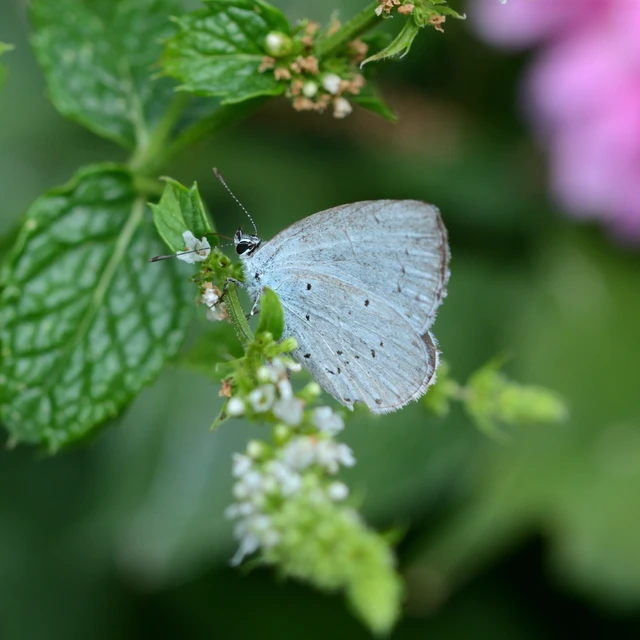Celastrina argiolus - bengeboglárka