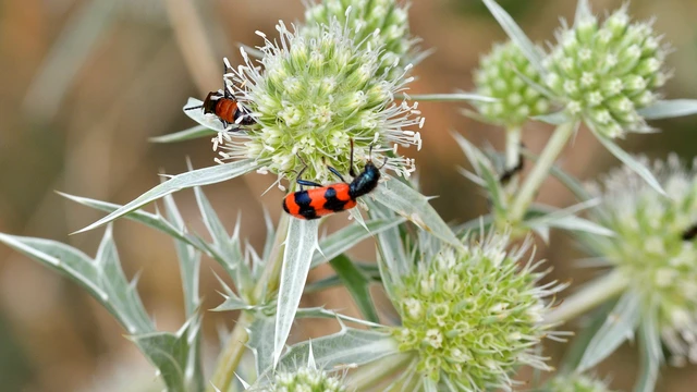 Trichodes apiarius - szalagos méhészbogár