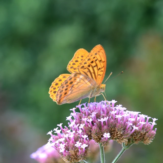 Argynnis paphia - nagy gyöngyházlepke