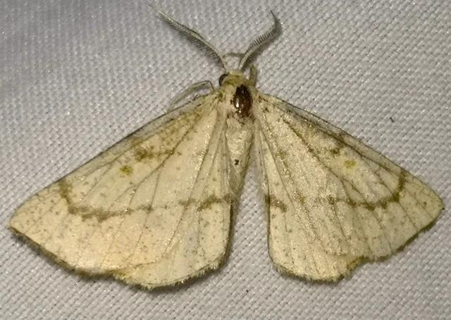 Hypoxystis pluviaria - hegyesszárnyú lápiaraszoló