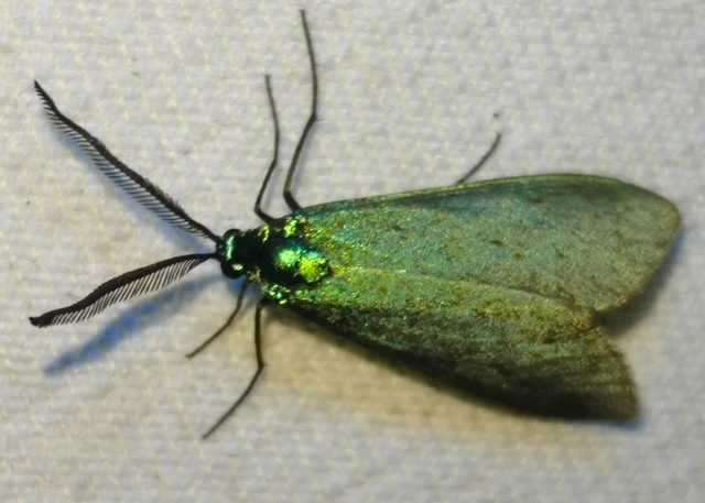 Zygaenidae - csüngőlepkefélék