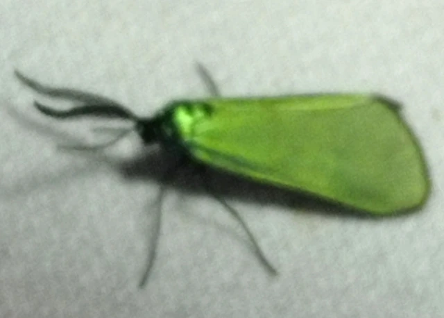 Zygaenidae - csüngőlepkefélék