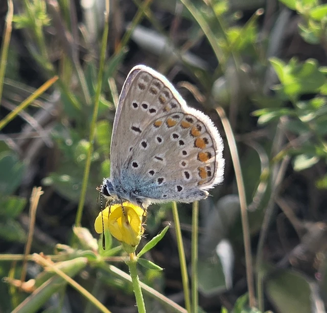 Polyommatus icarus - közönséges boglárka