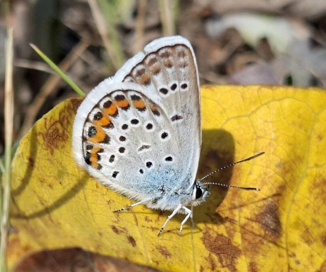 Plebejus argus - ezüstös boglárka