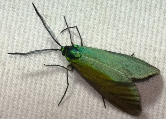Zygaenidae - csüngőlepkefélék