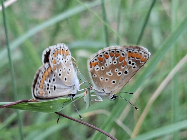 Aricia agestis - szerecsenboglárka