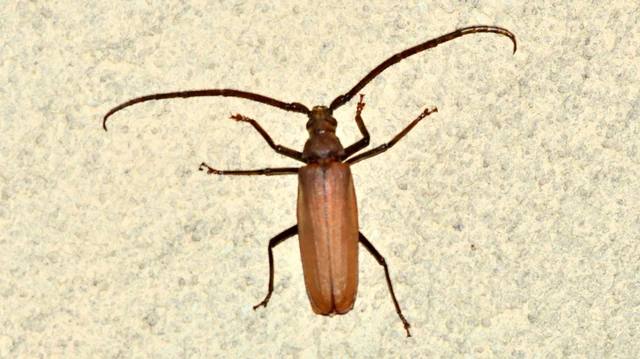 Aegosoma scabricorne - diófacincér