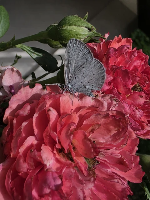 Celastrina argiolus - bengeboglárka