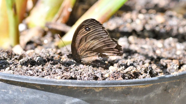 Minois dryas - fekete szemeslepke