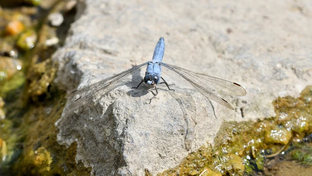 Orthetrum brunneum - pataki pásztorszitakötő Orthetrum brunneum - pataki pásztorszitakötő