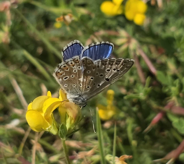 Polyommatus bellargus - égszínű boglárka