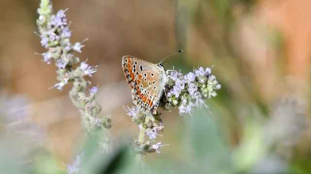 Aricia agestis - szerecsenboglárka