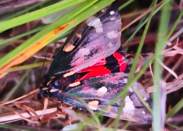 Callimorpha dominula - fémes medvelepke