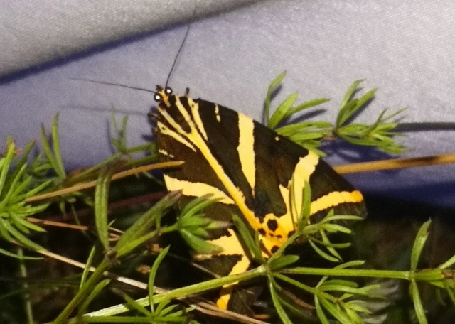 Euplagia quadripunctaria - csíkos medvelepke
