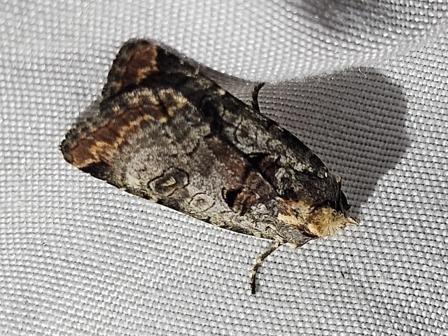 Epilecta linogrisea - karcsú sárgafűbagoly