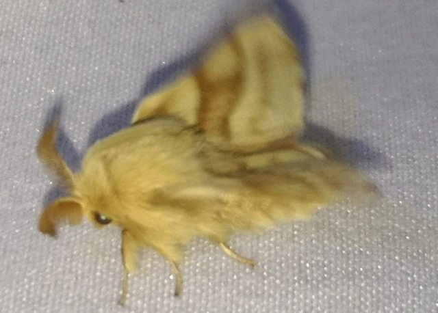 Malacosoma castrensis - kutyatejszövő