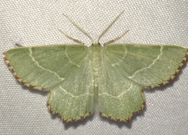 Thalera fimbrialis - csipkésszélű zöldaraszoló