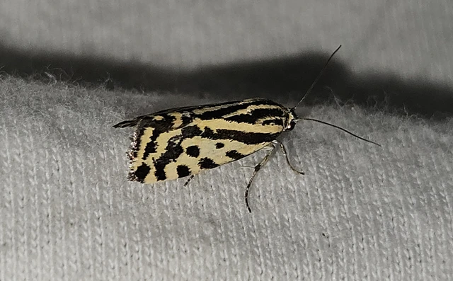 Emmelia trabealis - zebrabagoly