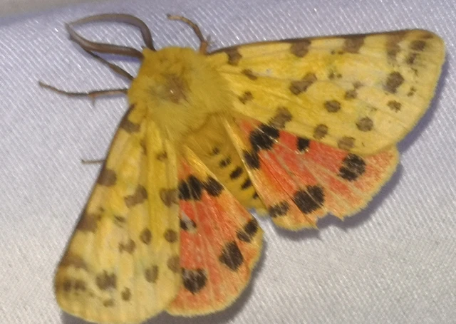 Rhyparia purpurata - bíborszínű medvelepke